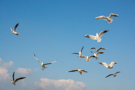 Seagull flying in sky. Seagull flying sky as freedom conceptの写真素材