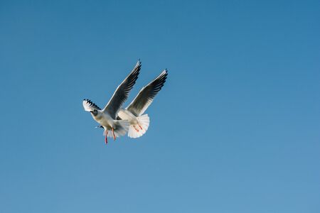 Seagull flying over the sea in Istanbul urban environment