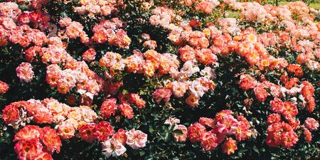 Pink roses in a botanical park in Istanbul on displayの写真素材