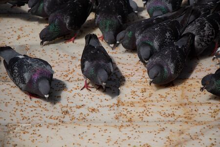 Lovely pigeon birds feed in an urban environmentの写真素材