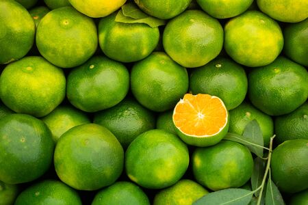 Freshly picked green tangerines mandarines, clementines, as Citrus fruit background.の素材 [FY310141362339]