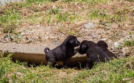 Newborn puppies walking home on  the green grass
