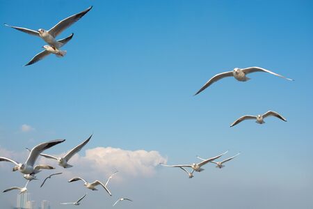 Seagull flying in sky. Seagull flying sky as freedom concept