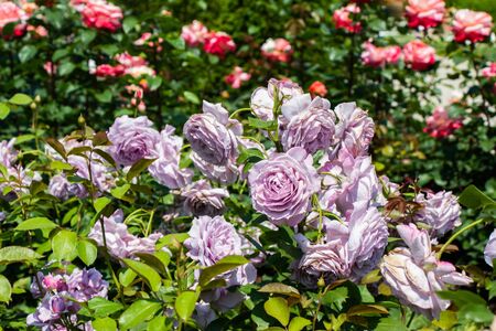 Blooming beautiful bunch of roses in spring gardenの写真素材