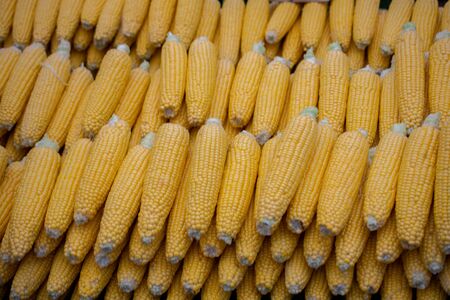 Plenty of organic fresh peeled corns as food backgroundの写真素材