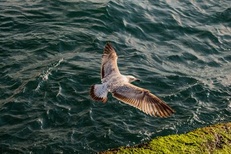 Single seagull flying with with sea as a background