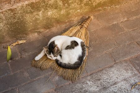 Portrait of striped cat, Stray homeless catourdoors in streetの写真素材