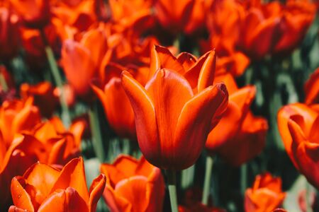Bright colorful tulips as natural floral backgroundの写真素材