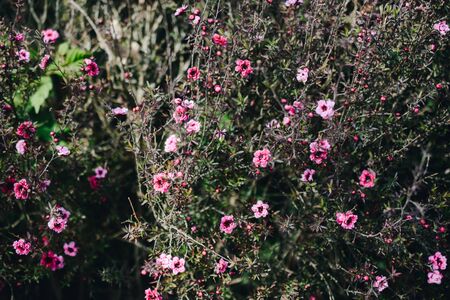 Blooming beautiful colorful fresh natural flowers in view