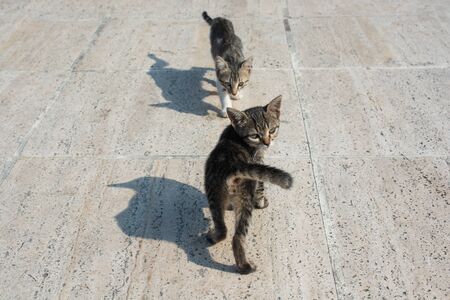 Portrait of striped cat, Stray homeless catourdoors in street