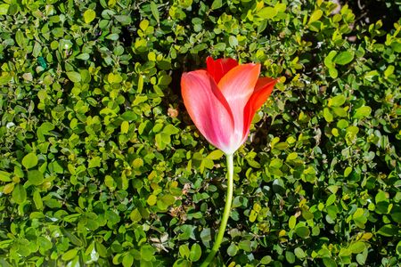 Colorful tulip flower in on green leaves in springの写真素材