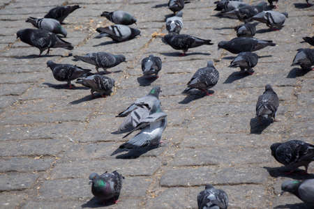 Hungry pigeons feeding at the city squareの写真素材