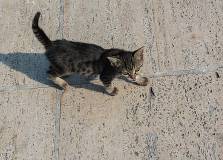Portrait of striped cat, Stray homeless catourdoors in street