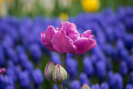 Beautiful tulips flower for postcard beauty concept design