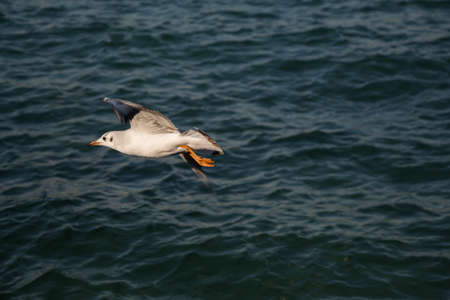 Seagull is seen over the sea water as sea birdの写真素材