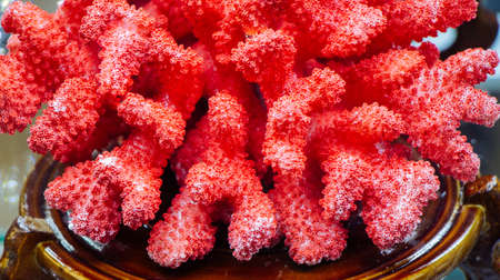 Marine  natural coral dry sea coral structure and  coral textureの写真素材