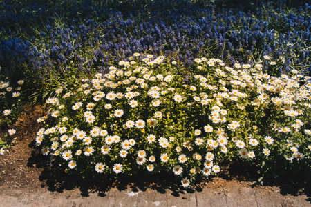 Background flowers of white daisies in the flower bedの写真素材