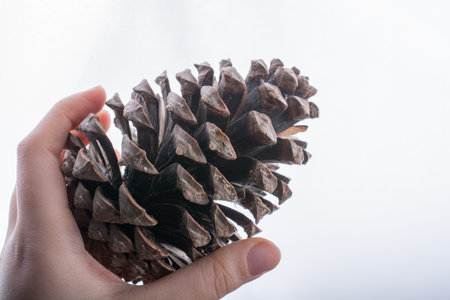 Little boy is holding pine cone in hand on white backgroundの写真素材