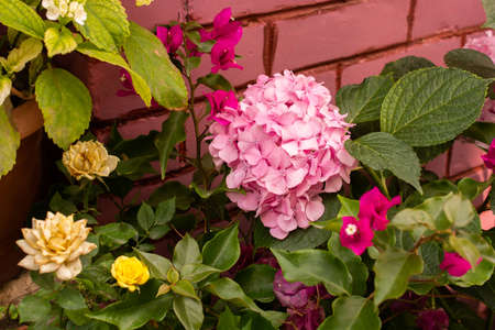 Amazing colorful flowers around the windows.