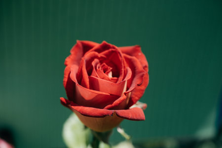 Blooming beautiful colorful rose on colorful backgroundの写真素材
