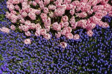 Blooming beautiful colorful fresh natural flowers in viewの写真素材