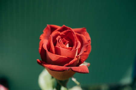 Blooming beautiful colorful rose on colorful backgroundの写真素材