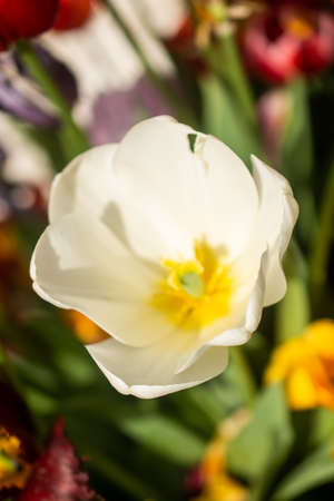Beautiful colorful tulips flower in spring time garden