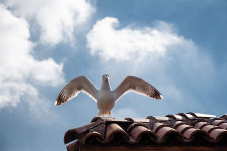 Seagull standing on a tiled roof of a buildingの写真素材