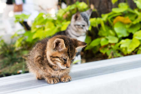 Portrait of striped cat, Stray homeless catourdoors in streetの写真素材