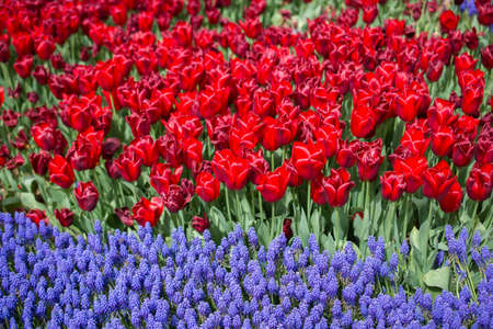 Beautiful tulips flower for postcard beauty concept designの写真素材
