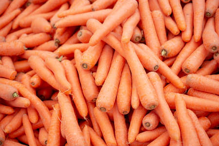 Texture background of fresh large orange carrots,の写真素材