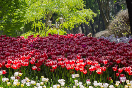 Bright colorful tulips as natural floral backgroundの写真素材