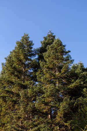 Top part of tree leaves with branches with sky view