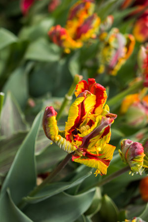 Beautiful tulips flower for postcard beauty concept designの写真素材