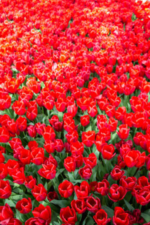 Blooming tulips  flowers in  as  floral plant  backgroundの写真素材