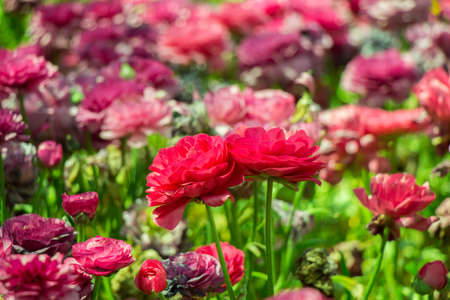 Blooming beautiful colorful natural flowers as floral  background