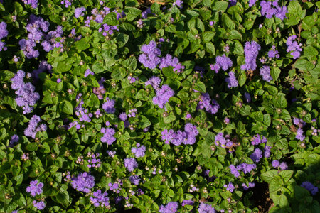 Ageratum houstonianum is a flowering plant in the genus Ageratum.の写真素材