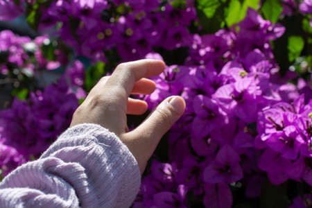 flower detail. flower pattern. flower background. flower bouquetの写真素材