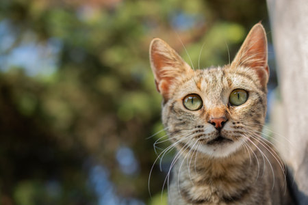 Portrait of striped cat, Stray homeless catourdoors in streetの写真素材