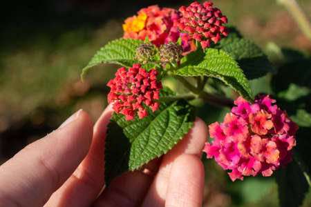Blooming beautiful colorful fresh natural flowers in viewの写真素材