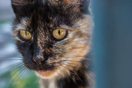 Portrait of striped cat, Stray homeless catourdoors in street