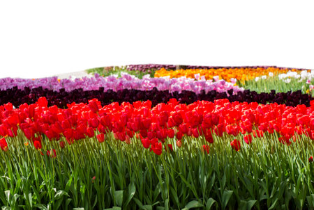Spring flowers tulips isolated on white background. floral collection.の写真素材