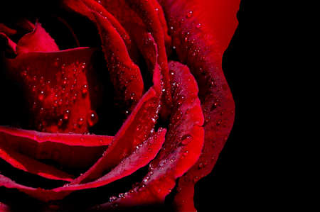 Isolated Roses for Valentines Day, Mothers Day concept. Copy spaceの写真素材