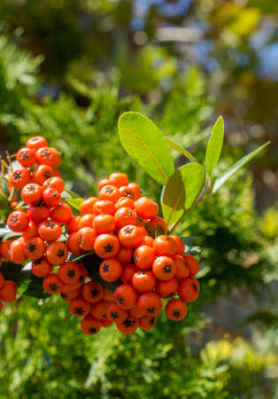 Wild fruit found in the tree in natureの写真素材