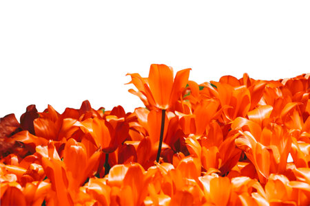 Spring flowers tulips isolated on white background. floral collection.の写真素材