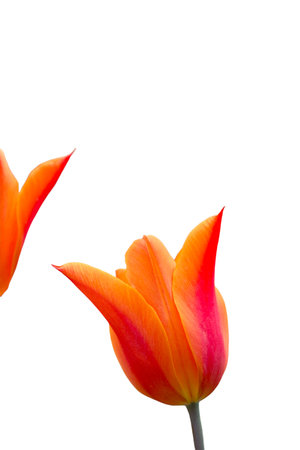 Spring flowers tulips isolated on white background. floral collection.の写真素材