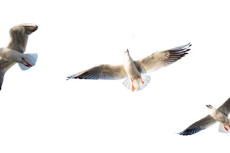 Seabirds Seagulls flying  on white background.
