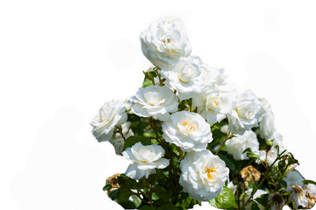 Flower background. Flowers for postcard and home decoration.  Romantic wedding or Valentine's Day flower arrangement.の写真素材