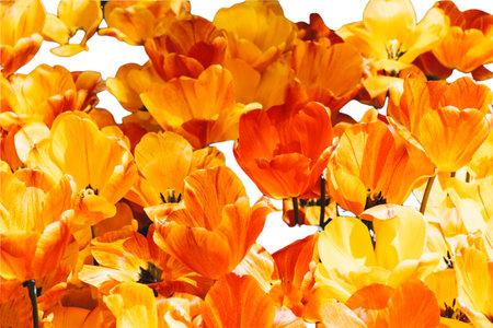 Spring flowers tulips isolated on white background. floral collection.の写真素材