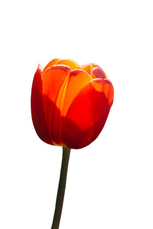 Spring flowers tulips isolated on white background. floral collection.の写真素材